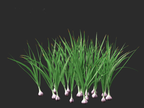 Garlic - Allium sativum 3D Model