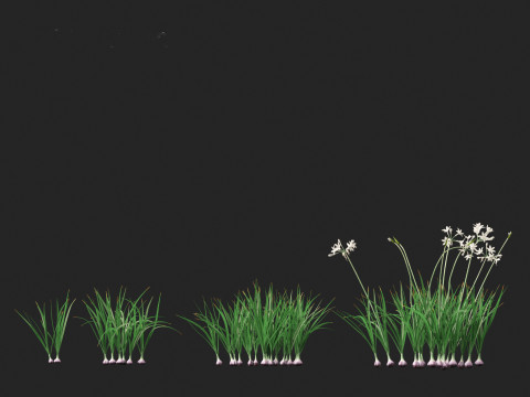 Garlic - Allium sativum 3D Model