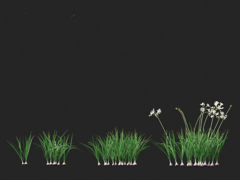 Garlic - Allium sativum 3D Model
