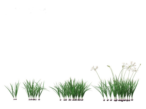 Garlic - Allium sativum 3D Model