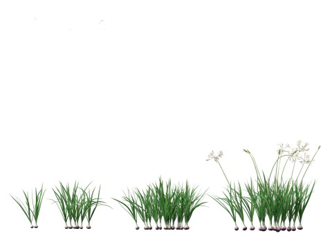 Garlic - Allium sativum 3D Model