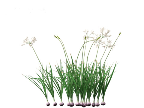 Garlic - Allium sativum 3D Model