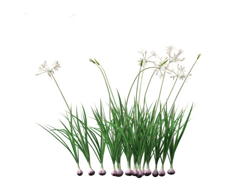 Garlic - Allium sativum 3D Model