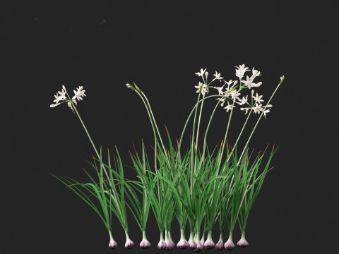 Garlic - Allium sativum 3D Model