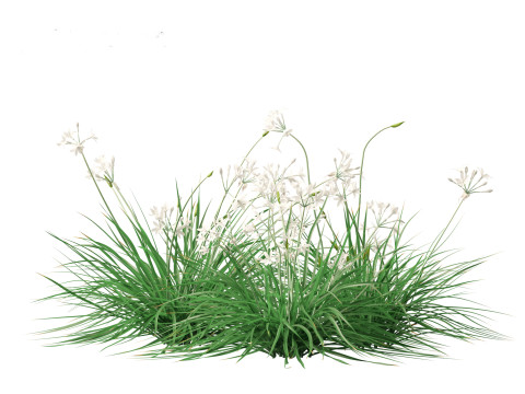 Garlic - Allium sativum 3D Model