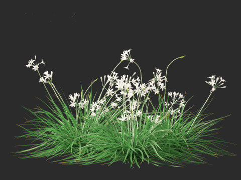 Garlic - Allium sativum 3D Model