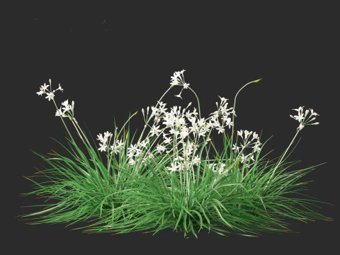 Garlic - Allium sativum 3D Model