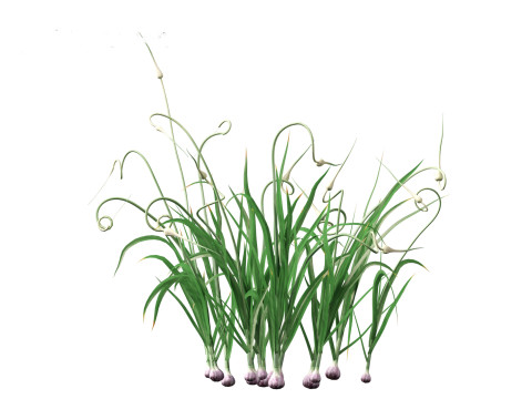 Garlic - Allium sativum 3D Model