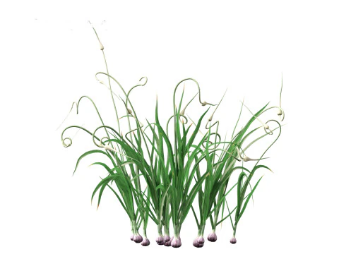 Garlic - Allium sativum 3D Model