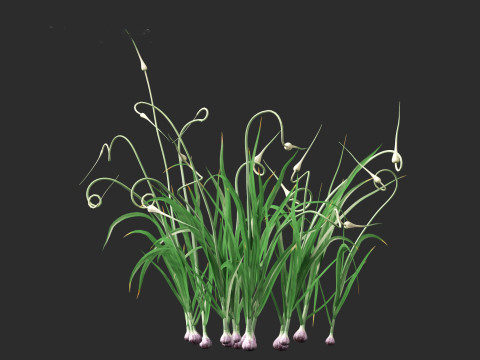 Garlic - Allium sativum 3D Model