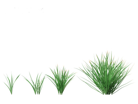 Garlic - Allium sativum 3D Model