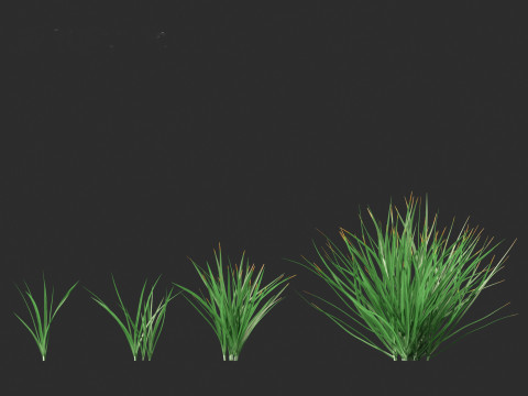 Garlic - Allium sativum 3D Model