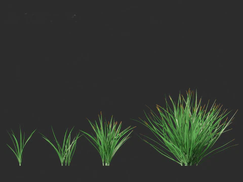 Garlic - Allium sativum 3D Model