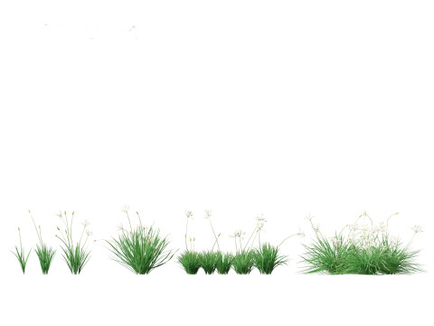 Garlic - Allium sativum 3D Model