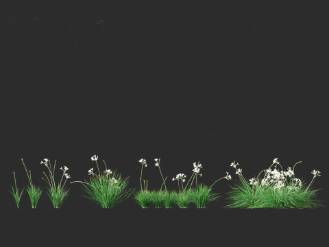Garlic - Allium sativum 3D Model