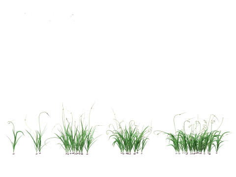 Garlic - Allium sativum 3D Model