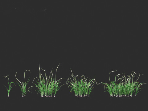 Garlic - Allium sativum 3D Model