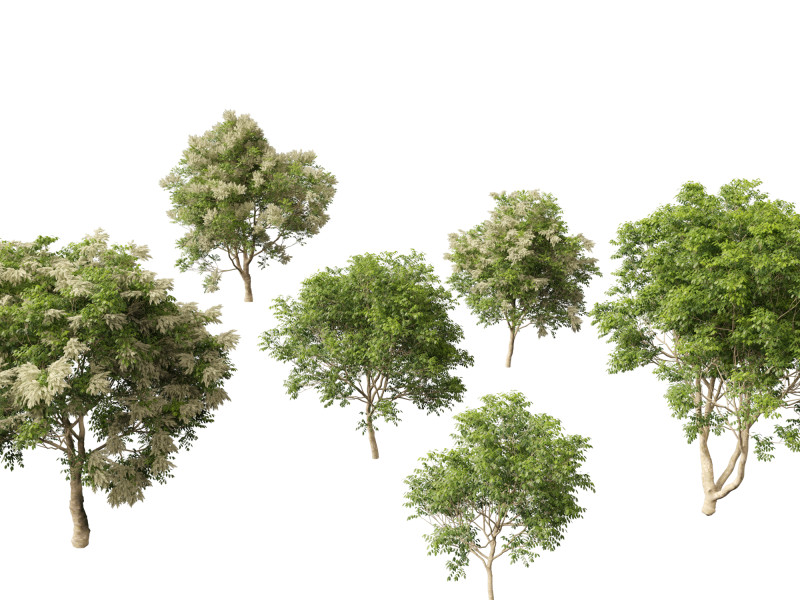 Fraxinus griffithii - Griffiths Ash Modèle 3D .c4d .max .obj .3ds .fbx .stl .blend 