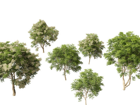Fraxinus griffithii - Griffiths Ash 3D Model