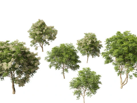 Fraxinus griffithii - Griffiths K&uuml;l 3D Model