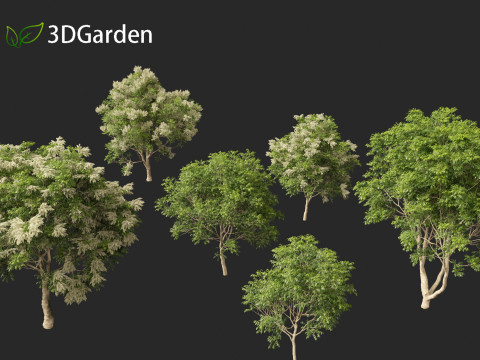 Fraxinus griffithii - Griffiths Ash Modèle 3D