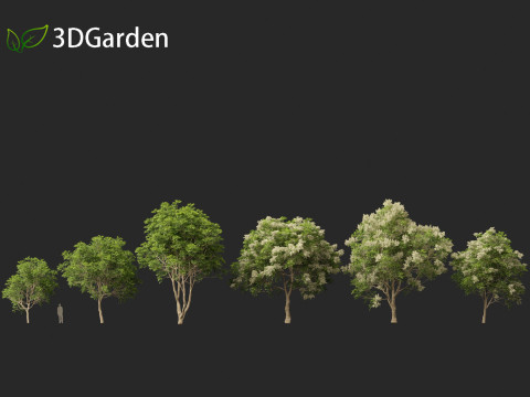 Fraxinus griffithii - Griffiths Ash Modèle 3D