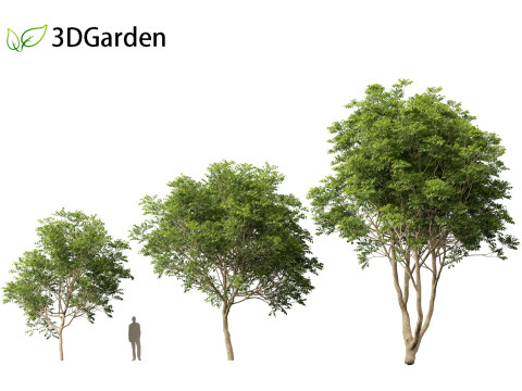 Fraxinus griffithii - Griffiths Ash Modèle 3D