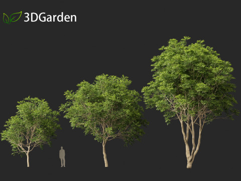 Fraxinus griffithii - Griffiths Ash Modèle 3D