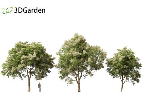 Fraxinus griffithii - Griffiths Ash Modèle 3D