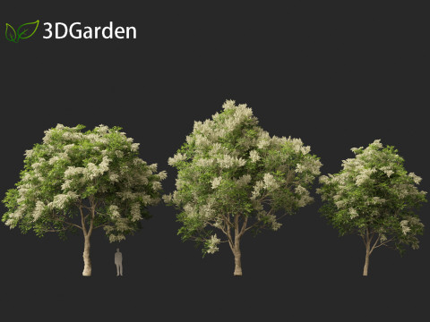Fraxinus griffithii - Griffiths Ash Modèle 3D