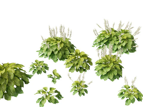 Hosta plantaginea - 향기로운 질경이 백합 3D 모델