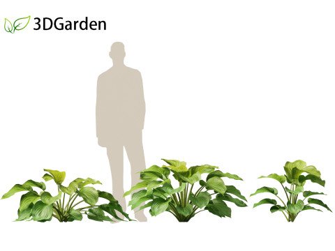 Hosta plantaginea - Fragrant plantain lily 3Dモデル