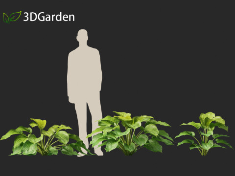 Hosta plantaginea - Fragrant plantain lily 3Dモデル