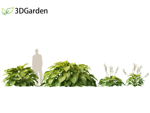 Hosta plantaginea - Fragrant plantain lily 3Dモデル