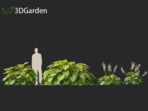 Hosta plantaginea - Fragrant plantain lily 3Dモデル