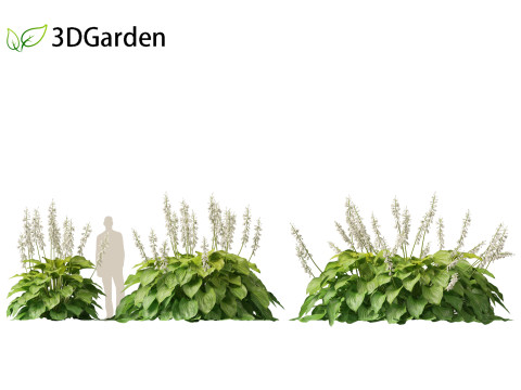 Hosta plantaginea - Fragrant plantain lily 3Dモデル