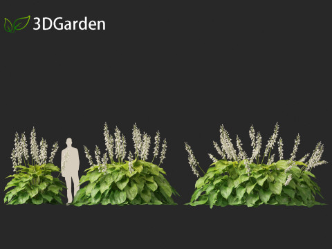 Hosta plantaginea - Fragrant plantain lily 3Dモデル