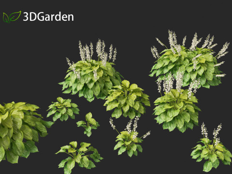 Hosta plantaginea - Fragrant plantain lily 3Dモデル