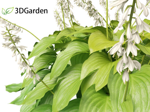 Hosta plantaginea - Fragrant plantain lily 3Dモデル