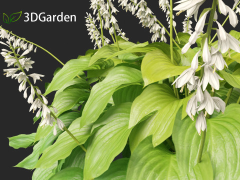 Hosta plantaginea - Fragrant plantain lily 3Dモデル