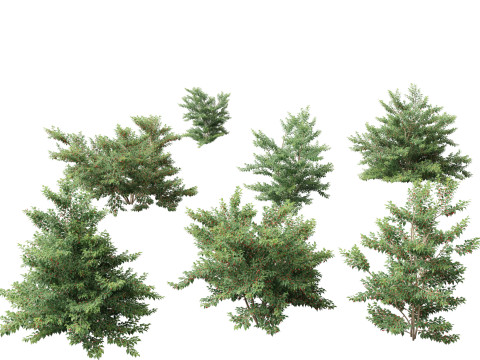 Ilex pedunculosa - Longstalk Holly Modello 3D