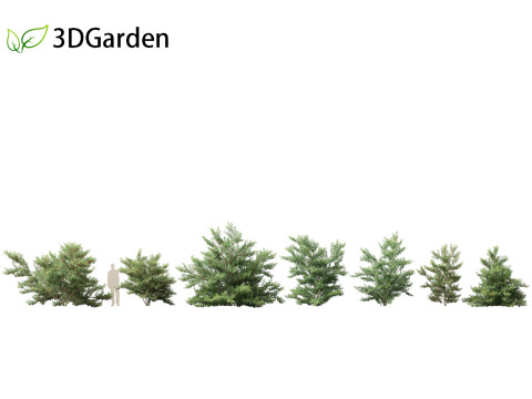 Ilex pedunculosa - Longstalk Holly 3D Model