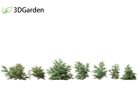 Ilex pedunculosa - Longstalk Holly 3D Model