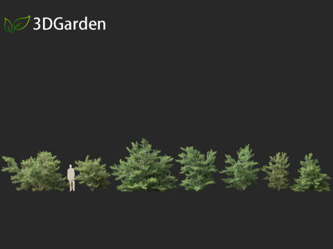 Ilex pedunculosa - Longstalk Holly 3D Model