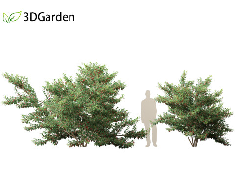 Ilex pedunculosa - Longstalk Holly 3D Model