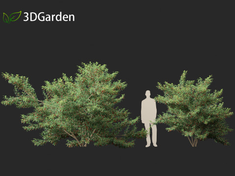 Ilex pedunculosa - Longstalk Holly 3D Model