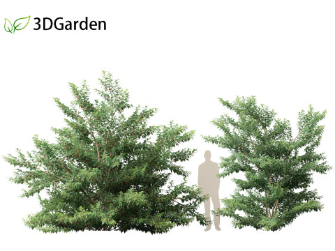 Ilex pedunculosa - Longstalk Holly 3D Model