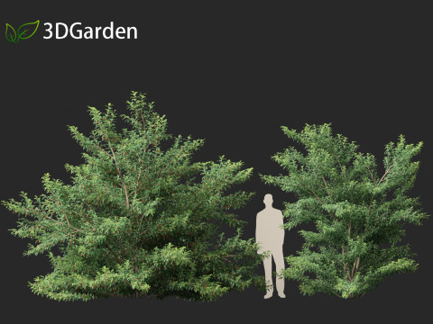 Ilex pedunculosa - Longstalk Holly 3D Model
