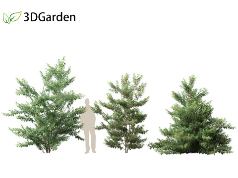 Ilex pedunculosa - Longstalk Holly 3D Model