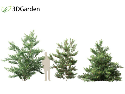 Ilex pedunculosa - Longstalk Holly 3D Model